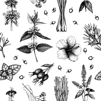 Tea seamless pattern. Herbal tea background. Medicinal herbs sketches. Hand-drawn vector illustration. NOT AI generated